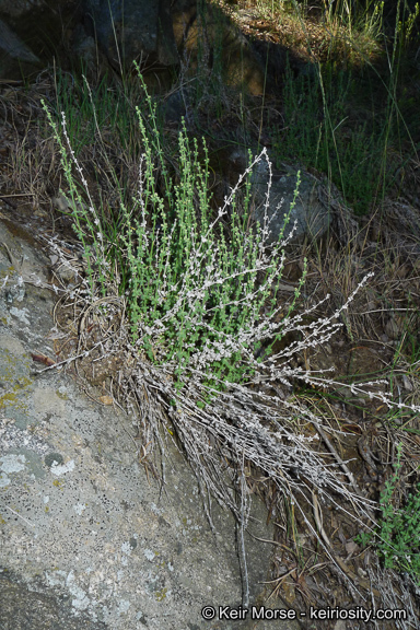 Sivun Galium parishii Hilend & J. T. Howell kuva