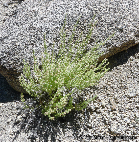 Sivun Galium parishii Hilend & J. T. Howell kuva