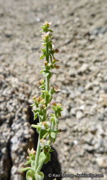 Plancia ëd Galium parishii Hilend & J. T. Howell