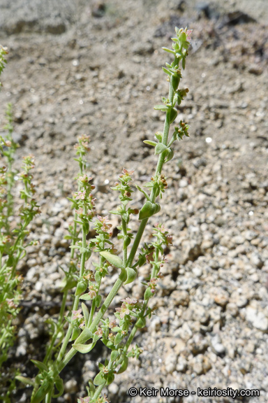 Sivun Galium parishii Hilend & J. T. Howell kuva