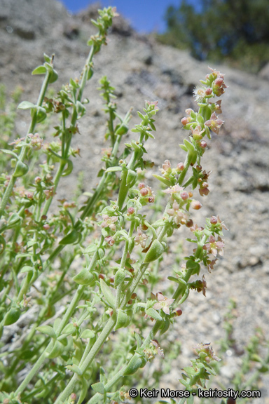 Sivun Galium parishii Hilend & J. T. Howell kuva