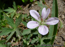 Image of California cranesbill