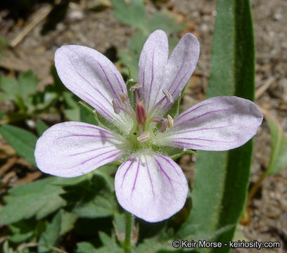 Image of California cranesbill