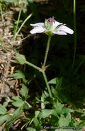 Image of California cranesbill