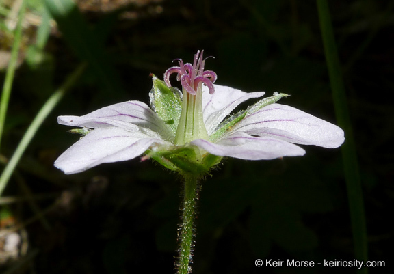 Image of California cranesbill