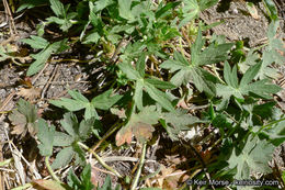 Image of California cranesbill