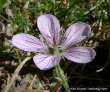 Image of California cranesbill