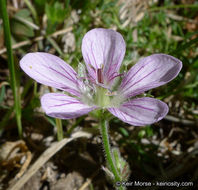 Image of California cranesbill