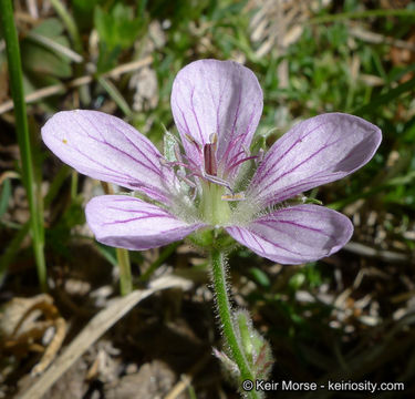 Image of California cranesbill