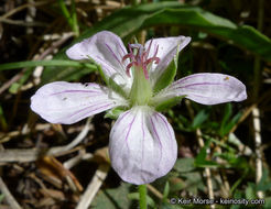 Image of California cranesbill