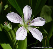 Image of California cranesbill