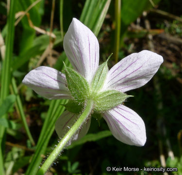 Image of California cranesbill