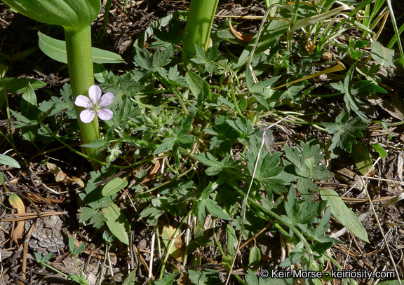 Image of California cranesbill