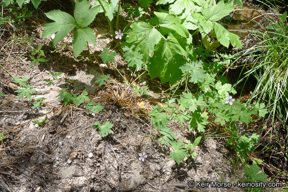 Image of California cranesbill