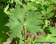 Image of California cranesbill