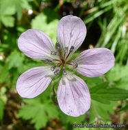 Image of California cranesbill