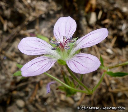 Image of California cranesbill