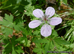 Image of California cranesbill