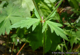 Image of California cranesbill