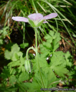 Image of California cranesbill