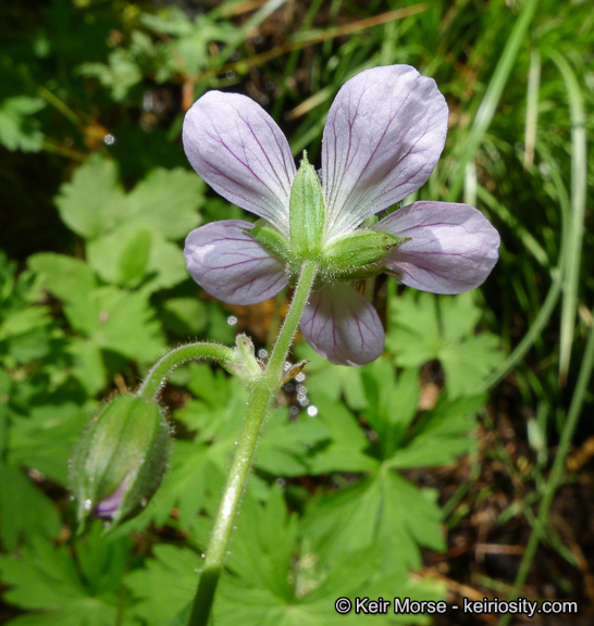 Image of California cranesbill