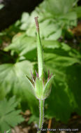 Image of California cranesbill