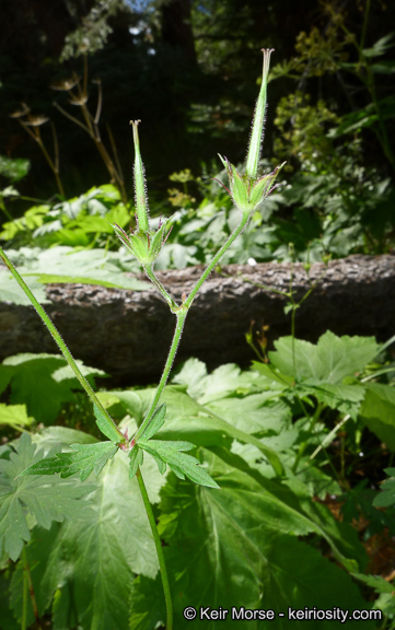 Image of California cranesbill