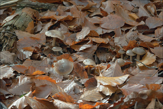 Plancia ëd Rhodocollybia butyracea (Bull.) Lennox 1979