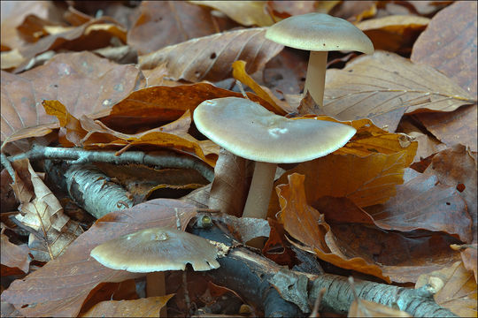 Image of Rhodocollybia butyracea (Bull.) Lennox 1979