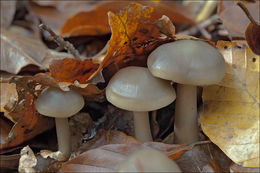 Image of Rhodocollybia butyracea (Bull.) Lennox 1979