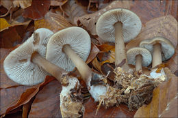 Image of Rhodocollybia butyracea (Bull.) Lennox 1979