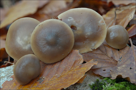 Image of Rhodocollybia butyracea (Bull.) Lennox 1979