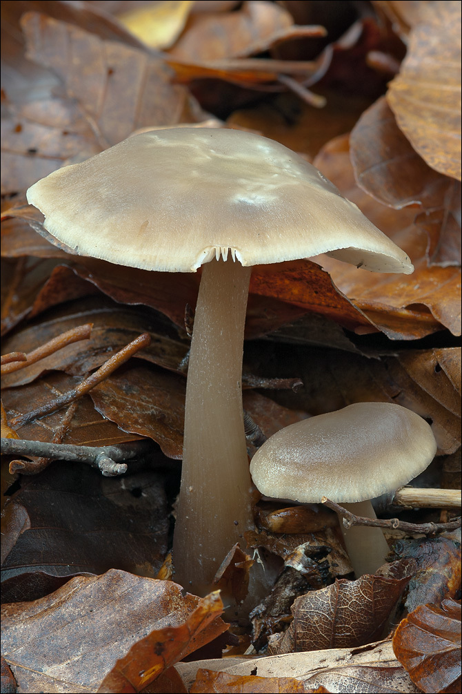 Image of Rhodocollybia butyracea (Bull.) Lennox 1979