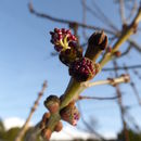 Image of Fraxinus angustifolia subsp. oxycarpa (M. Bieb. ex Willd.) Franco & Rocha Afonso