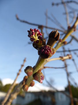 Image of Fraxinus angustifolia subsp. oxycarpa (M. Bieb. ex Willd.) Franco & Rocha Afonso