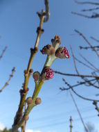 Image of Fraxinus angustifolia subsp. oxycarpa (M. Bieb. ex Willd.) Franco & Rocha Afonso