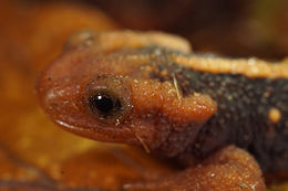 Image of Emperor newt