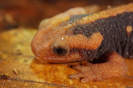 Image of Emperor newt