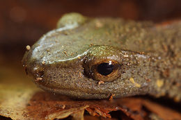 Image of Chinese Warty Newt