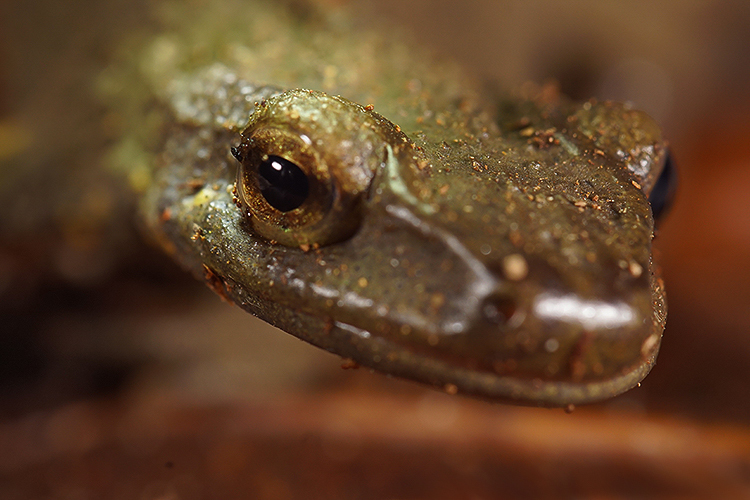 Image de Paramesotriton chinensis (Gray 1859)