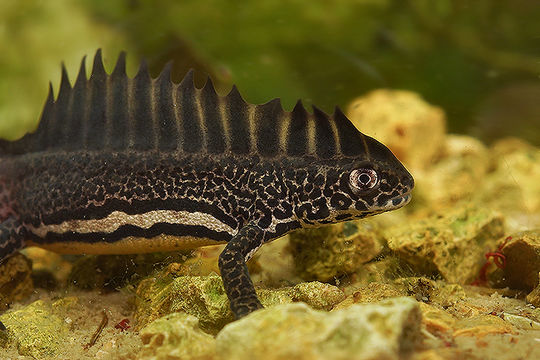 Image of Northern Banded Newt