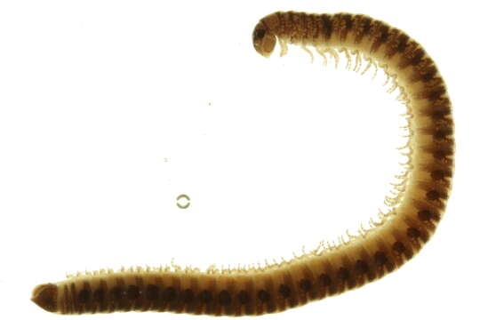 Image of Blaniuloidea