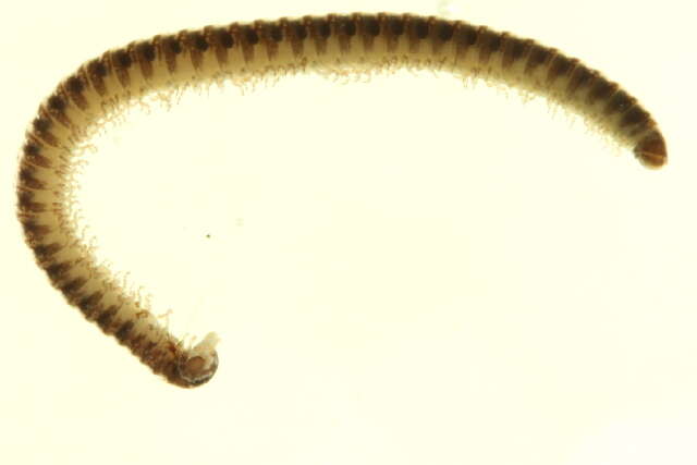 Image of Blaniuloidea
