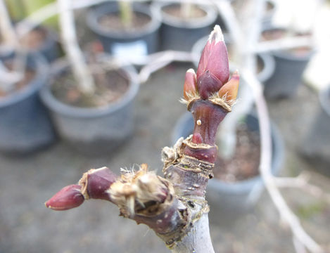 Imagem de Acer japonicum C. P. Thunberg ex A. Murray