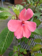 Image of Impatiens usambarensis C. Grey-Wilson