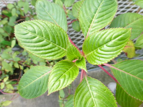 Image of Impatiens usambarensis C. Grey-Wilson