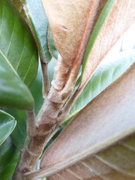 Image of southern magnolia