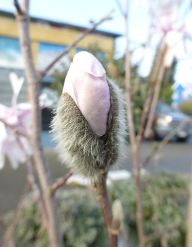 Star Magnolia - Encyclopedia of Life