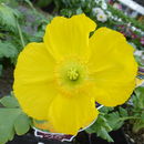 Image of Iceland Poppy