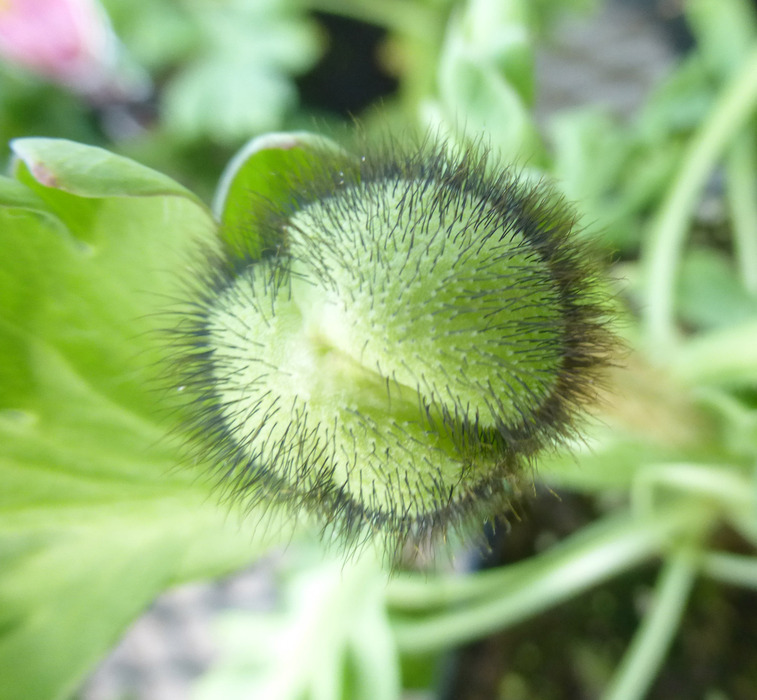 Image of Iceland Poppy